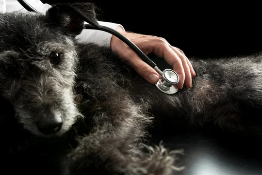 Cosa fa un assistente veterinario?